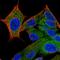 Hippocalcin Like 4 antibody, HPA053808, Atlas Antibodies, Immunofluorescence image 