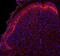 SDC2 antibody, PA5-47855, Invitrogen Antibodies, Immunohistochemistry frozen image 