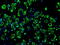 Isocitrate Dehydrogenase (NAD(+)) 3 Alpha antibody, TA500739, Origene, Immunofluorescence image 