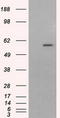 Cytochrome P450 Family 1 Subfamily A Member 2 antibody, TA501155S, Origene, Western Blot image 