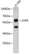 Checkpoint With Forkhead And Ring Finger Domains antibody, 19-485, ProSci, Western Blot image 