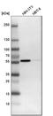 FYN Proto-Oncogene, Src Family Tyrosine Kinase antibody, HPA023887, Atlas Antibodies, Western Blot image 