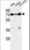 Lipid phosphate phosphatase-related protein type 4 antibody, LS-C165854, Lifespan Biosciences, Western Blot image 
