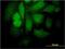 Signal Transducer And Activator Of Transcription 4 antibody, H00006775-M01, Novus Biologicals, Immunofluorescence image 