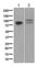 Premelanosome Protein antibody, ab137078, Abcam, Western Blot image 