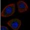 DNA Damage Inducible Transcript 4 antibody, NBP1-85211, Novus Biologicals, Immunofluorescence image 