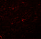 Transcription Factor 3 antibody, 5609, ProSci, Immunofluorescence image 