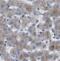 Catalase antibody, FNab01302, FineTest, Immunohistochemistry frozen image 