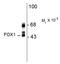 RNA Binding Fox-1 Homolog 1 antibody, AM32992PU-N, Origene, Western Blot image 