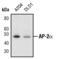 Transcription Factor AP-2 Alpha antibody, PA5-17359, Invitrogen Antibodies, Western Blot image 