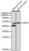 Mitogen-Activated Protein Kinase 10 antibody, GTX54343, GeneTex, Western Blot image 