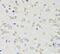 14-3-3 protein zeta/delta antibody, FNab09577, FineTest, Immunohistochemistry paraffin image 