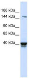 Immunoglobulin Superfamily Member 9 antibody, TA338439, Origene, Western Blot image 