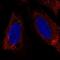 Leucine Zipper Protein 6 antibody, PA5-67481, Invitrogen Antibodies, Immunofluorescence image 