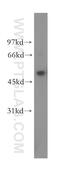 UBX Domain Protein 11 antibody, 13109-1-AP, Proteintech Group, Western Blot image 