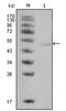 Lipoprotein Lipase antibody, AM06325SU-N, Origene, Western Blot image 