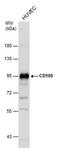 Endoglin antibody, PA5-27205, Invitrogen Antibodies, Western Blot image 
