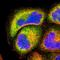 Nuclear factor NF-kappa-B p100 subunit antibody, HPA008422, Atlas Antibodies, Immunocytochemistry image 