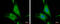 Protein Wnt-10a antibody, GTX111191, GeneTex, Immunofluorescence image 