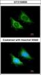 Mitochondrial Ribosomal Protein S5 antibody, GTX103930, GeneTex, Immunocytochemistry image 