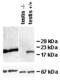 Bcl-2-like protein 2 antibody, ALX-804-354-C100, Enzo Life Sciences, Western Blot image 