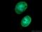 Small Nuclear Ribonucleoprotein Polypeptide N antibody, 11070-1-AP, Proteintech Group, Immunofluorescence image 