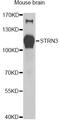 Striatin-3 antibody, LS-C747681, Lifespan Biosciences, Western Blot image 