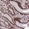 Small Integral Membrane Protein 5 antibody, PA5-64455, Invitrogen Antibodies, Immunohistochemistry frozen image 