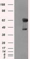 p68 antibody, TA500892, Origene, Western Blot image 