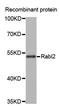 RAB, Member Of RAS Oncogene Family Like 2A antibody, LS-C335584, Lifespan Biosciences, Western Blot image 