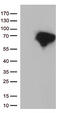 Docking protein 3 antibody, CF813140, Origene, Western Blot image 