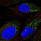 Dimethylglycine Dehydrogenase antibody, HPA077849, Atlas Antibodies, Immunocytochemistry image 