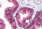 IAP2 antibody, MBS240783, MyBioSource, Immunohistochemistry frozen image 