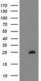 Methyltransferase Like 21A antibody, TA503703, Origene, Western Blot image 