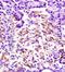 Adiponectin Receptor 1 antibody, orb10046, Biorbyt, Immunohistochemistry paraffin image 