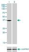 N-Myc And STAT Interactor antibody, H00009111-M01, Novus Biologicals, Western Blot image 