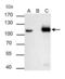 DNA replication licensing factor MCM6 antibody, GTX129216, GeneTex, Immunoprecipitation image 