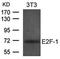 E2F-1 antibody, orb43483, Biorbyt, Western Blot image 