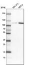 ATPase Phospholipid Transporting 9A (Putative) antibody, HPA035630, Atlas Antibodies, Western Blot image 
