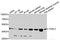 F2R Like Thrombin Or Trypsin Receptor 3 antibody, A8471, ABclonal Technology, Western Blot image 
