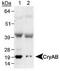 HSP 25 antibody, TA301439, Origene, Western Blot image 