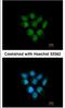 F-Box Protein 43 antibody, NBP1-31473, Novus Biologicals, Immunocytochemistry image 