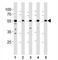 pp60c-src antibody, F47453-0.4ML, NSJ Bioreagents, Western Blot image 
