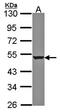 Deleted In Malignant Brain Tumors 1 antibody, orb73580, Biorbyt, Western Blot image 