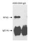 Regulatory Factor X5 antibody, A300-030A, Bethyl Labs, Western Blot image 