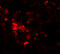 Zinc transporter ZIP6 antibody, 6091, ProSci Inc, Immunofluorescence image 
