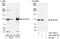 Zinc Finger CCHC-Type Containing 8 antibody, A301-806A, Bethyl Labs, Immunoprecipitation image 