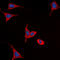 Frizzled-9 antibody, abx121993, Abbexa, Western Blot image 