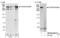 Chromodomain Helicase DNA Binding Protein 9 antibody, NB100-60419, Novus Biologicals, Western Blot image 