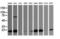 Leucine Zipper And CTNNBIP1 Domain Containing antibody, LS-C787938, Lifespan Biosciences, Western Blot image 